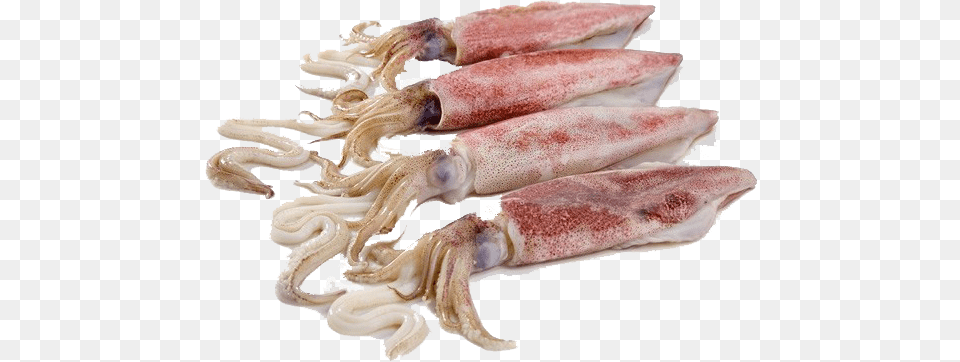 Squid Whole, Food, Seafood, Animal, Sea Life Free Png Download