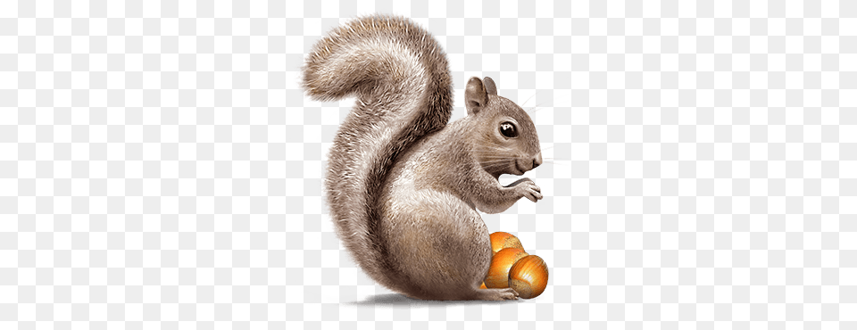 Squirrel, Animal, Mammal, Rat, Rodent Free Transparent Png