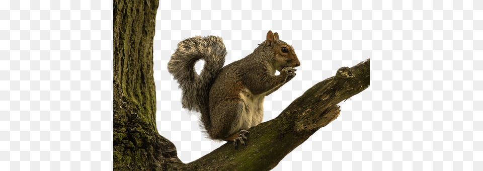 Squirrel Animal, Mammal, Rodent, Rat Free Png Download