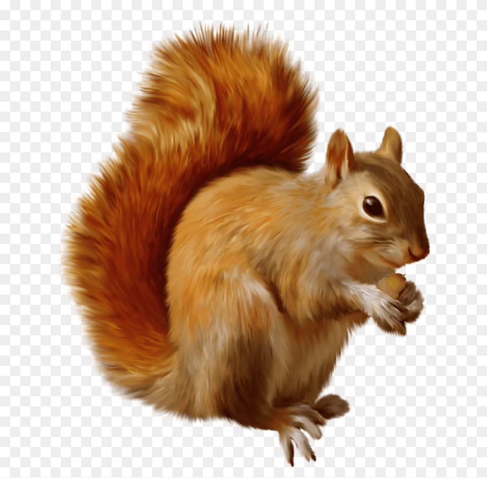 Squirrel, Animal, Mammal, Rodent, Canine Free Png Download