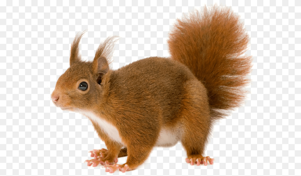 Squirrel, Animal, Mammal, Rat, Rodent Png