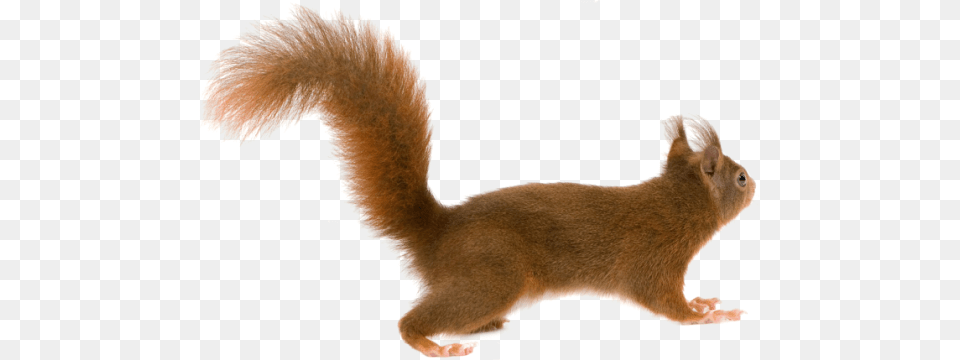 Squirrel, Animal, Mammal, Rat, Rodent Free Transparent Png