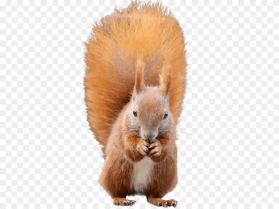 Squirrel, Animal, Mammal, Rodent, Rat Free Png Download