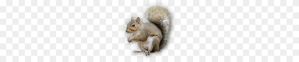 Squirrel, Animal, Mammal, Rat, Rodent Png Image