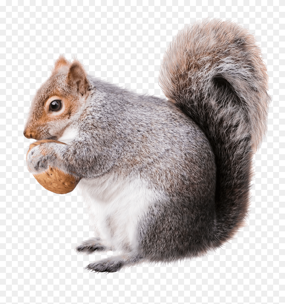 Squirrel, Animal, Mammal, Rodent, Rat Free Png