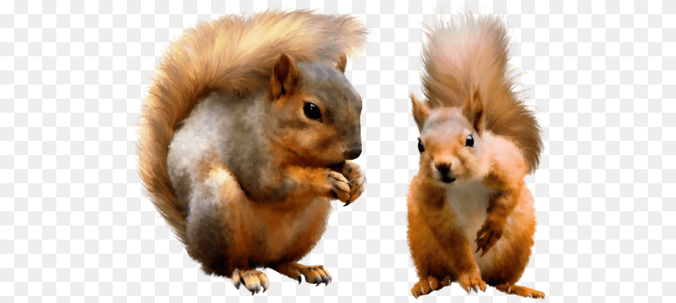 Squirrel, Animal, Mammal, Rodent, Rat Free Png Download