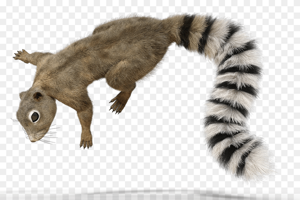 Squirrel Animal, Mammal, Bear, Wildlife Free Png Download