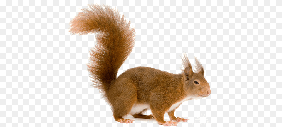 Squirrel, Animal, Mammal, Rodent, Rat Png Image