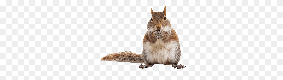Squirrel, Animal, Mammal, Rat, Rodent Png Image