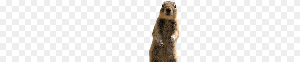 Squirrel, Animal, Mammal, Rodent, Canine Png