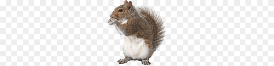 Squirrel, Animal, Mammal, Rat, Rodent Free Png