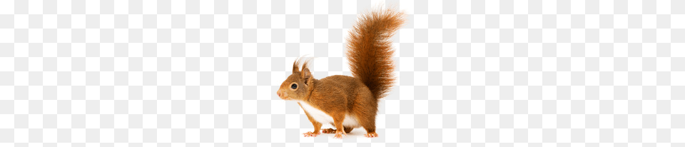 Squirrel, Animal, Mammal, Rat, Rodent Free Transparent Png