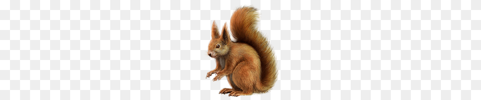 Squirrel, Animal, Mammal, Rat, Rodent Png Image