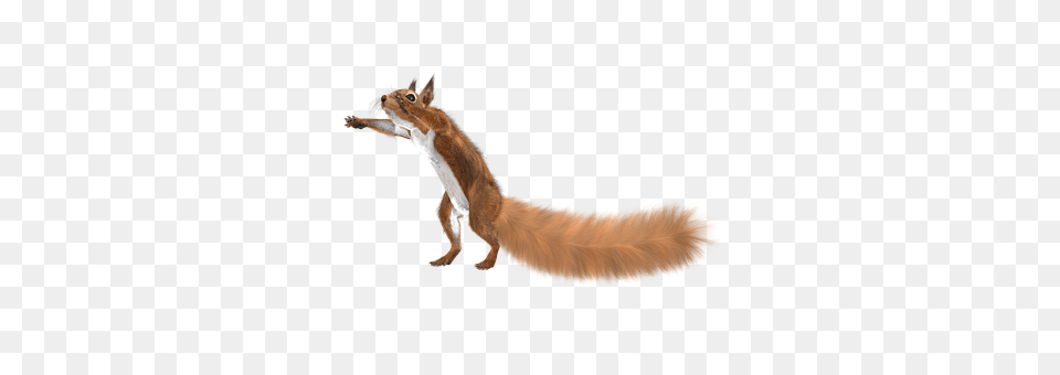 Squirrel Animal, Mammal, Bird, Wildlife Free Png Download