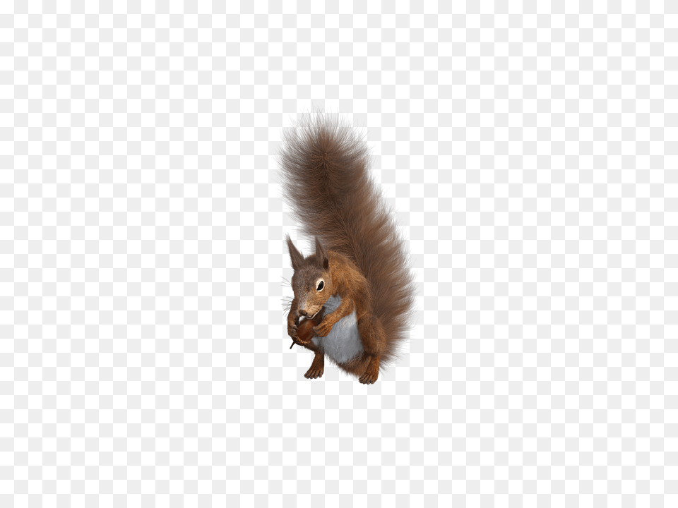 Squirrel Animal, Mammal, Rodent, Rat Free Png