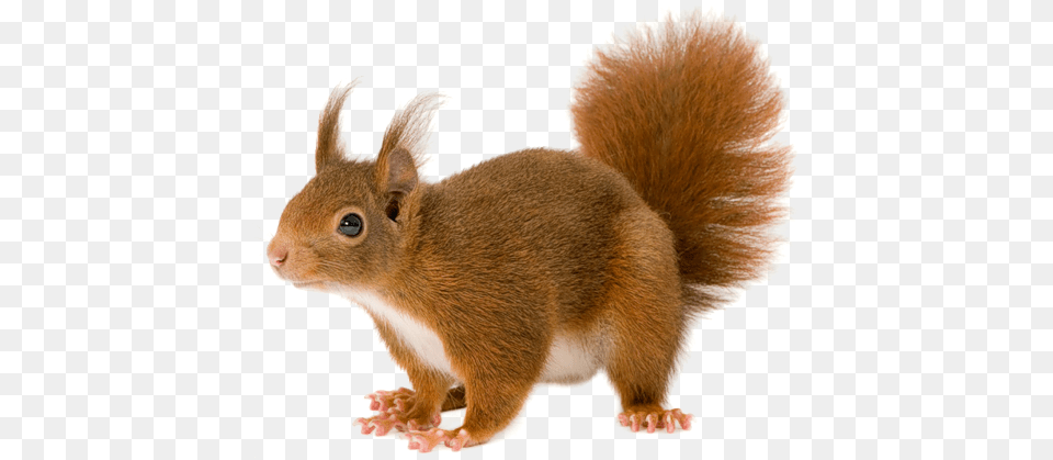 Squirrel, Animal, Mammal, Rat, Rodent Free Png