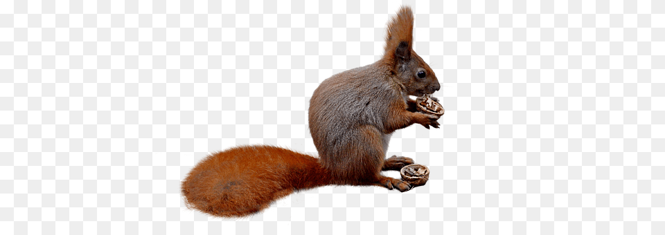 Squirrel Animal, Mammal, Rat, Rodent Png Image