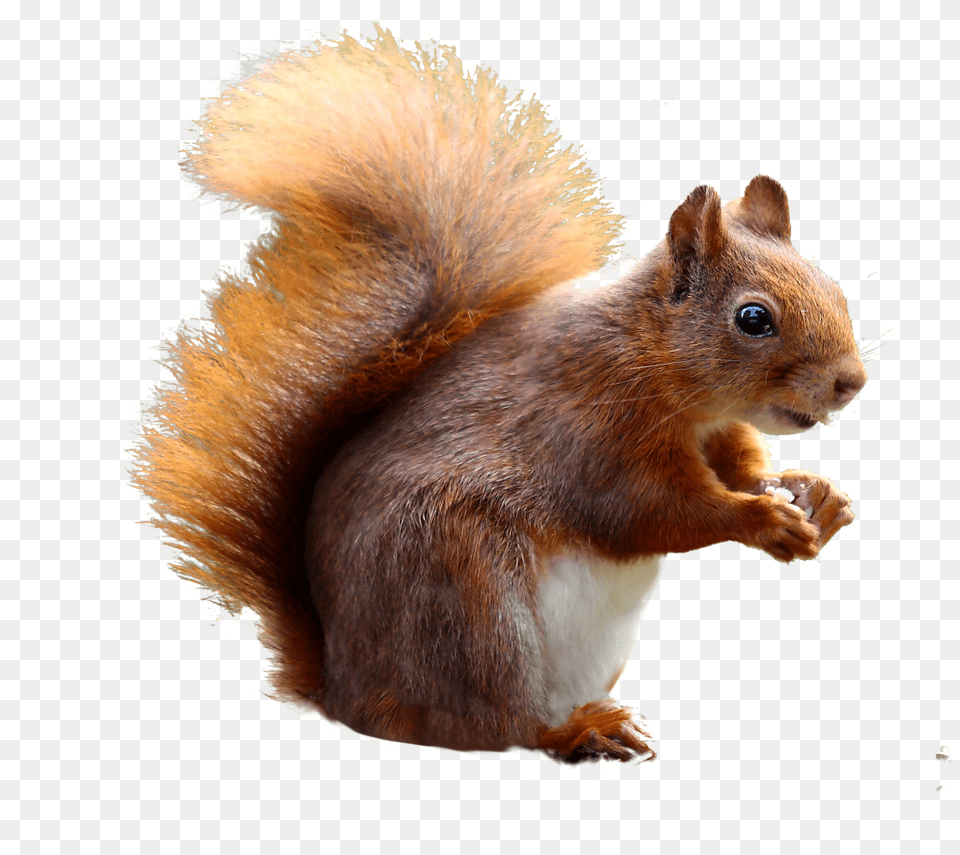 Squirrel Png Image