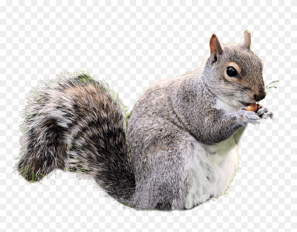 Squirrel, Animal, Mammal, Rat, Rodent Png