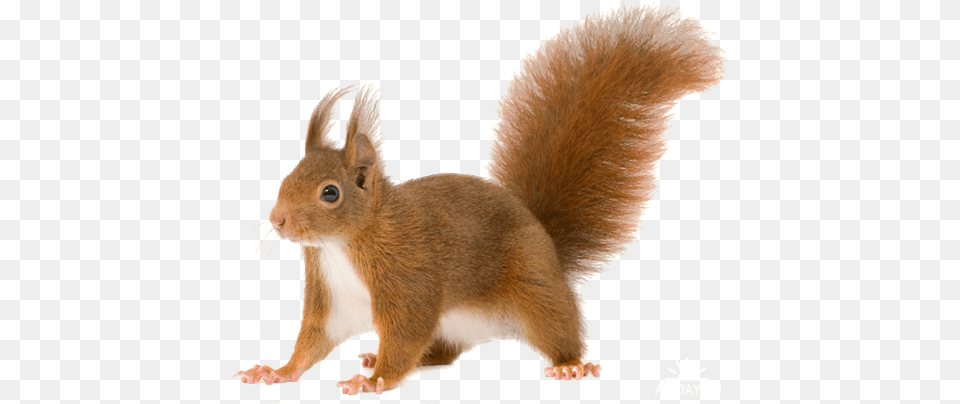 Squirrel, Animal, Mammal, Rat, Rodent Png