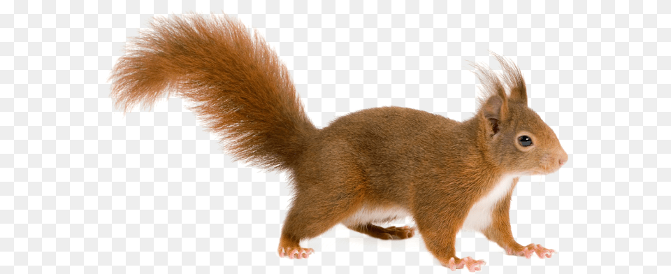 Squirrel, Animal, Mammal, Rat, Rodent Png