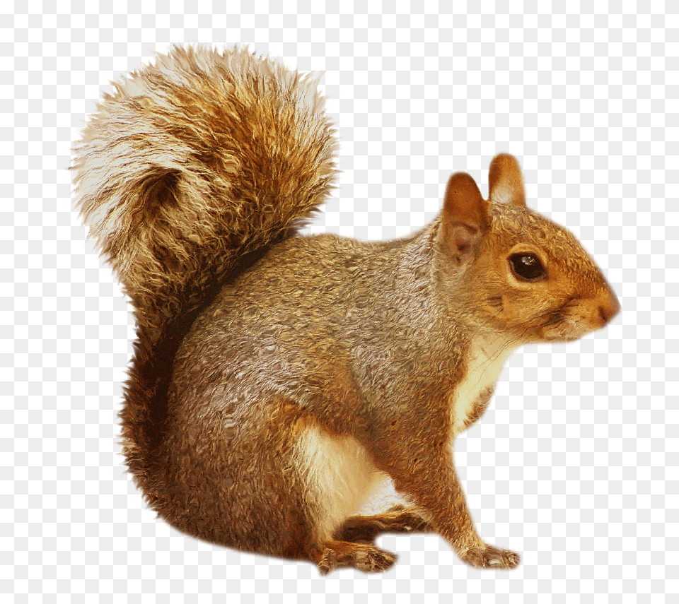 Squirrel, Animal, Mammal, Rodent, Rat Png Image