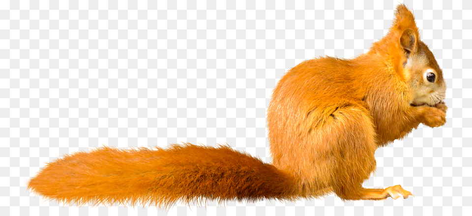 Squirrel, Animal, Mammal, Rodent, Kangaroo Free Png