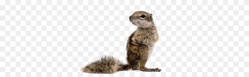 Squirrel, Animal, Mammal, Rat, Rodent Free Transparent Png