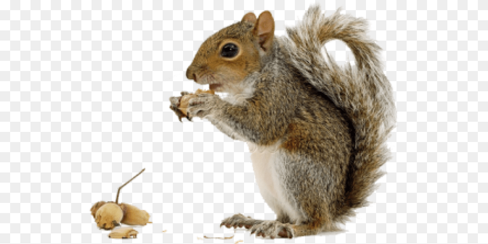 Squirrel, Animal, Mammal, Rat, Rodent Free Png