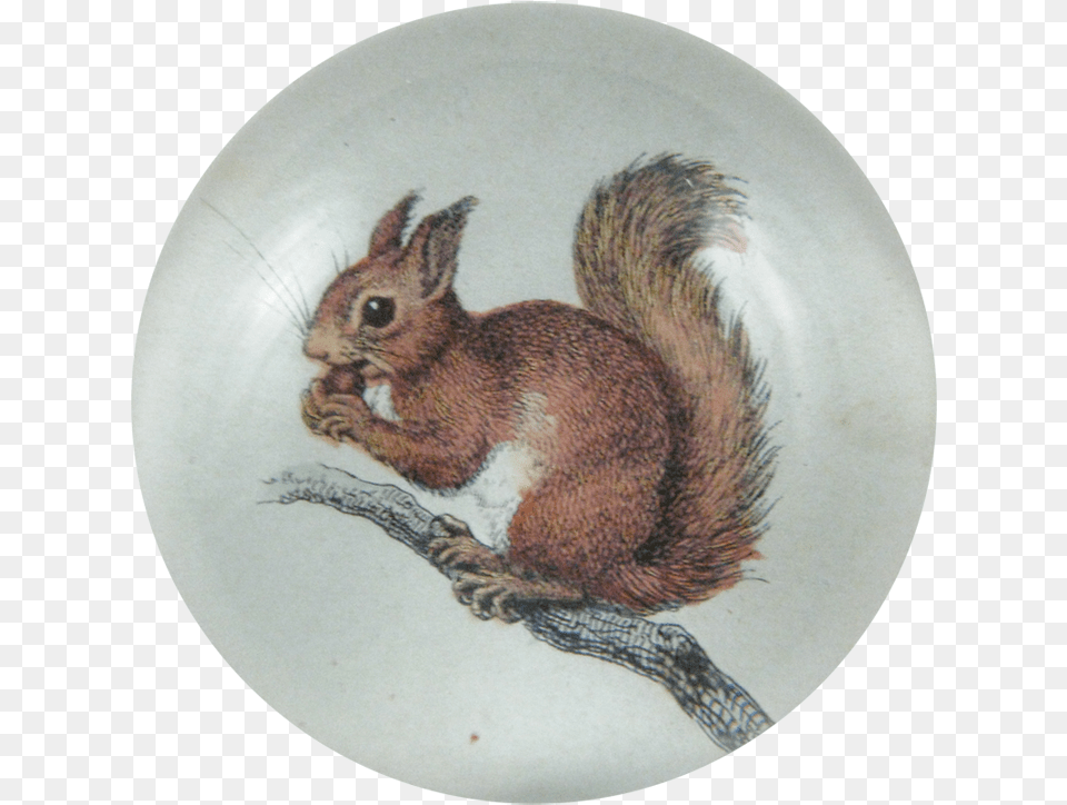 Squirrel, Animal, Mammal, Rodent, Rat Free Transparent Png