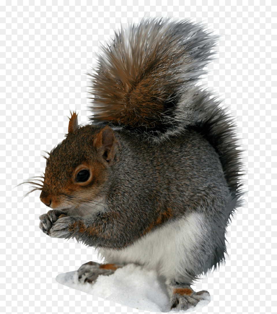 Squirrel, Animal, Mammal, Rodent, Rat Free Png