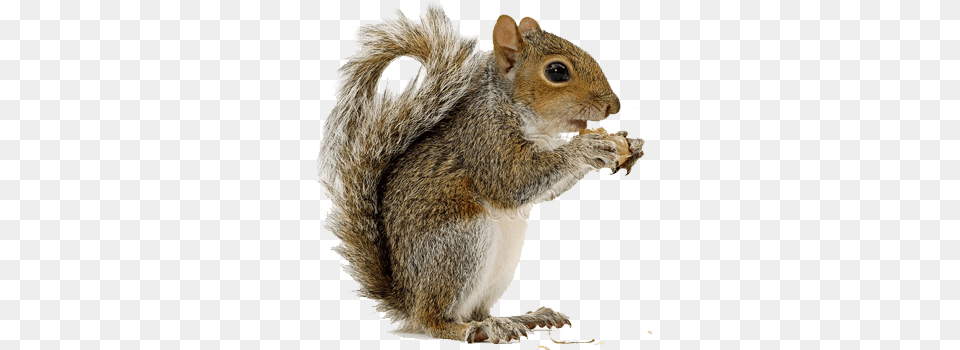 Squirrel, Animal, Mammal, Rodent, Rat Png Image