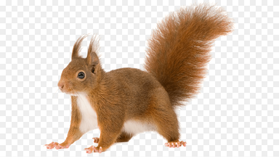 Squirrel, Animal, Mammal, Rat, Rodent Free Png Download