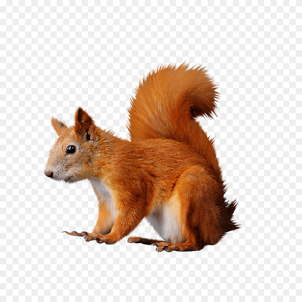 Squirrel, Animal, Mammal, Rodent, Rat Png