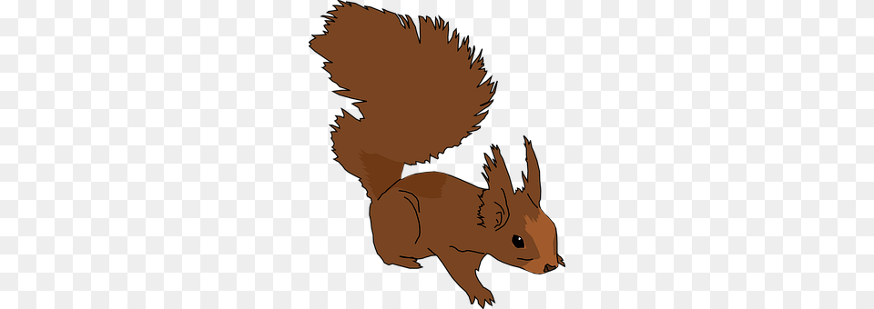 Squirrel Baby, Person, Animal, Mammal Free Transparent Png