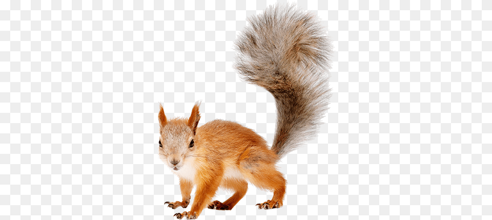 Squirrel, Animal, Mammal, Rodent, Rat Png Image