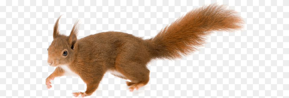 Squirrel, Animal, Mammal, Rat, Rodent Free Png