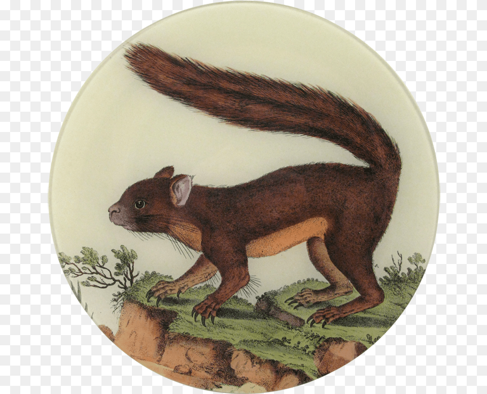 Squirrel, Animal, Mammal, Monkey, Wildlife Png