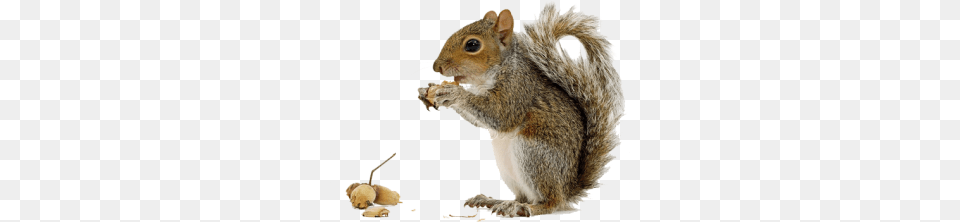 Squirrel, Animal, Mammal, Rat, Rodent Png