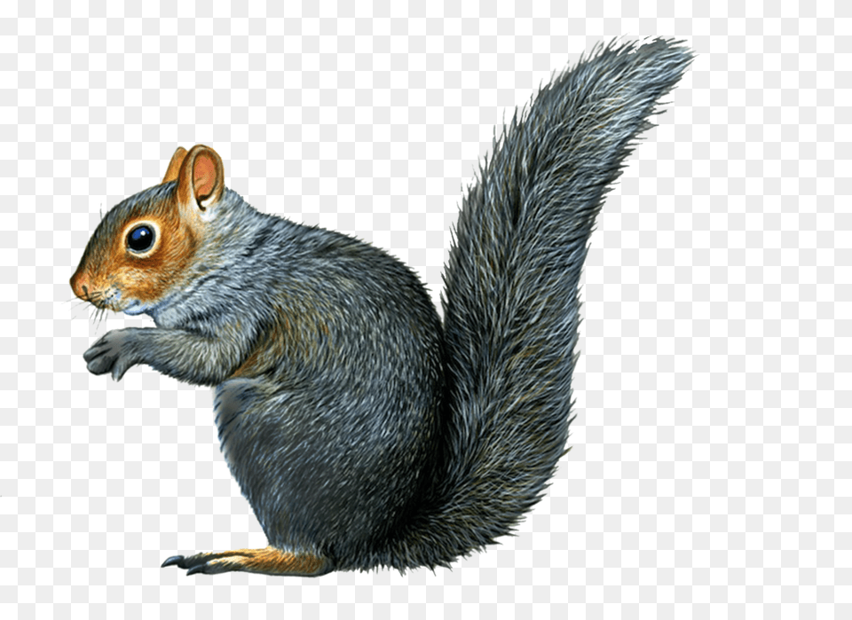 Squirrel, Animal, Mammal, Rodent, Rat Png Image