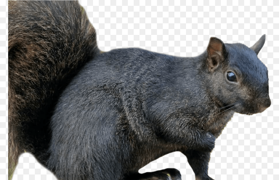 Squirrel Background Black Squirrel, Animal, Mammal, Rodent, Rat Png Image