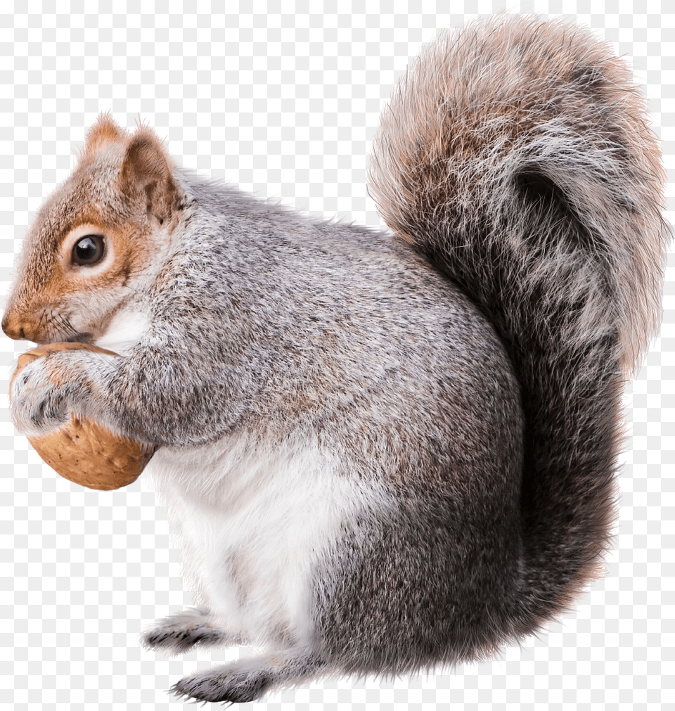 Squirrel Christmas Decoration Rodent Drawing, Animal, Mammal, Rat Free Png
