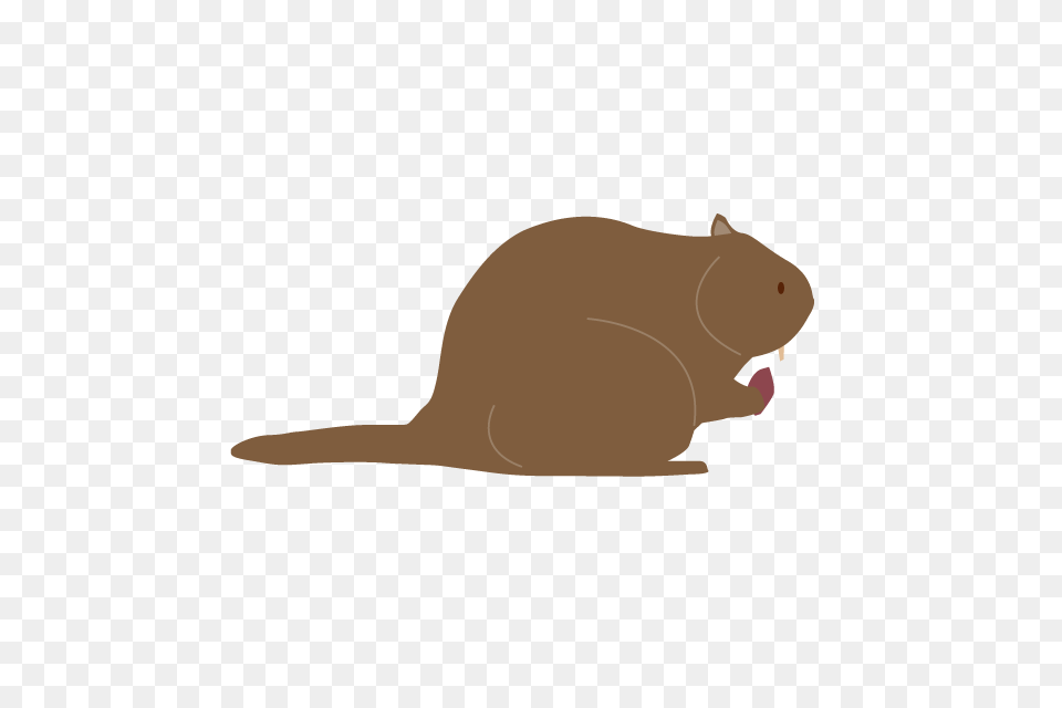 Squirrel Clip Art Material Free Illustration, Animal, Mammal, Rodent, Bear Png