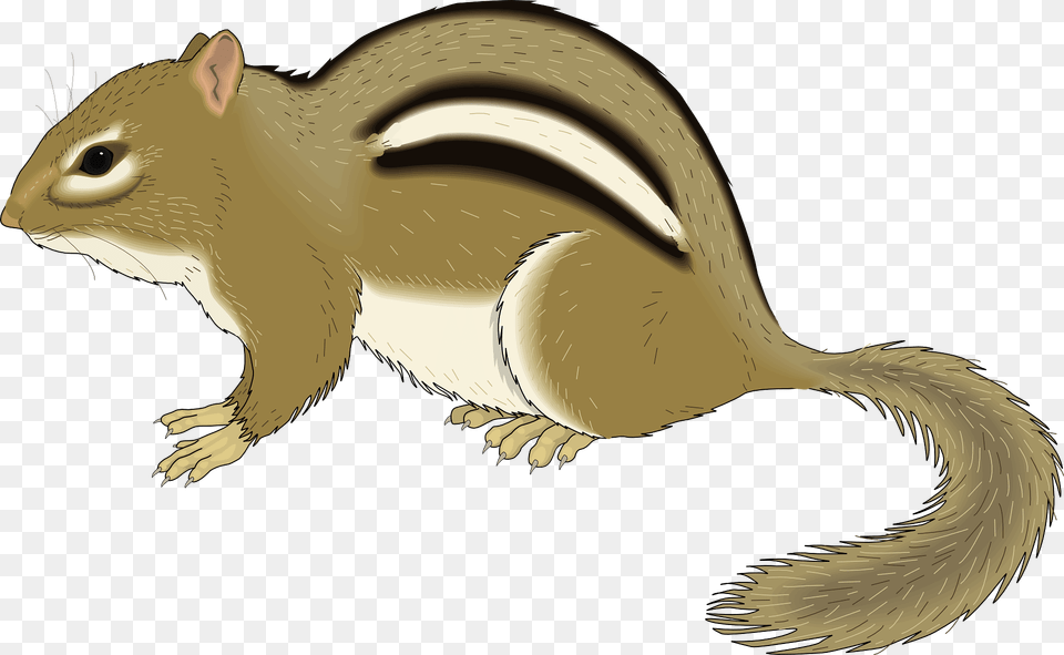 Squirrel Clipart, Animal, Mammal, Rodent, Fish Free Transparent Png