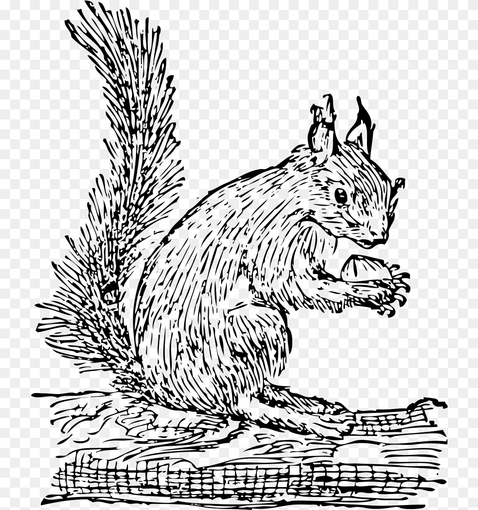 Squirrel Clipart, Gray Free Png Download