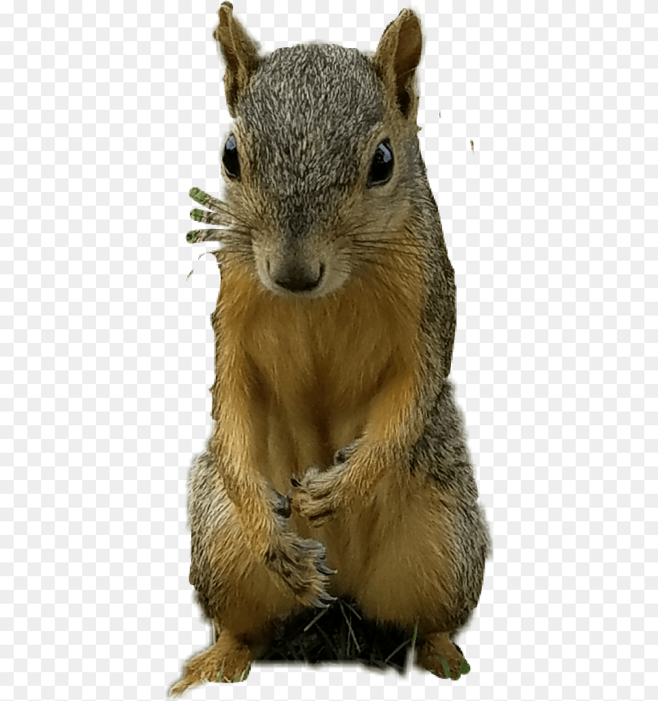 Squirrel Clipart Fox Squirrel, Animal, Mammal, Rodent, Livestock Free Png Download