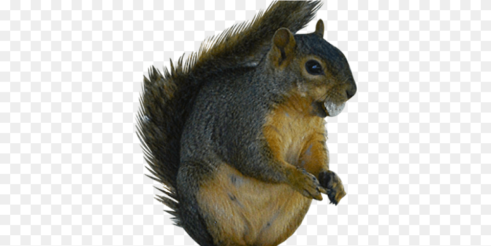 Squirrel Clipart Ground Squirrel Fox Squirrel, Animal, Mammal, Rodent, Rat Free Png