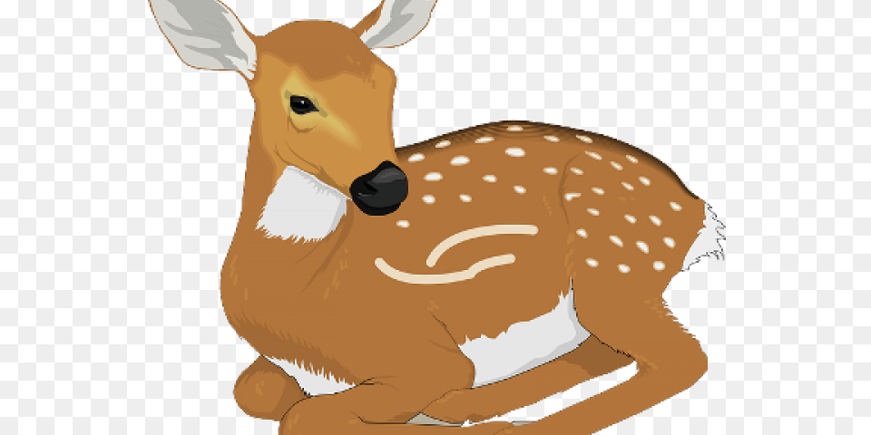 Squirrel Clipart Realistic Fawn Clipart, Animal, Deer, Mammal, Wildlife Png