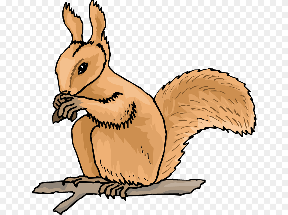 Squirrel Cliparts, Animal, Mammal, Rodent, Baby Png