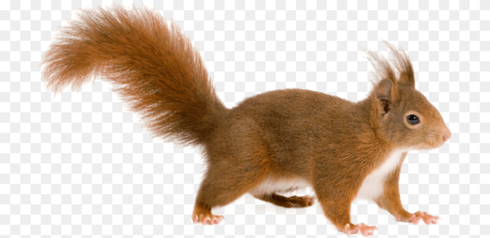 Squirrel Download, Animal, Mammal, Rat, Rodent Free Transparent Png